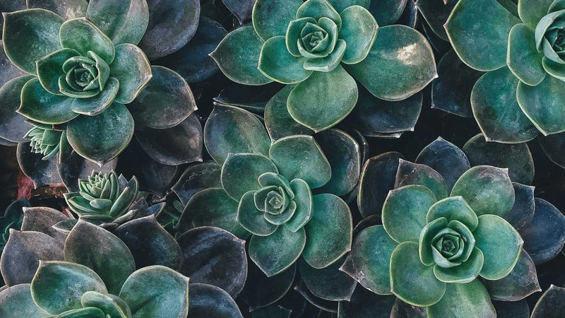 Drone Shot - professional stock photography